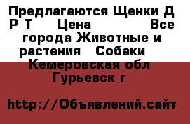 Предлагаются Щенки Д.Р.Т.  › Цена ­ 15 000 - Все города Животные и растения » Собаки   . Кемеровская обл.,Гурьевск г.